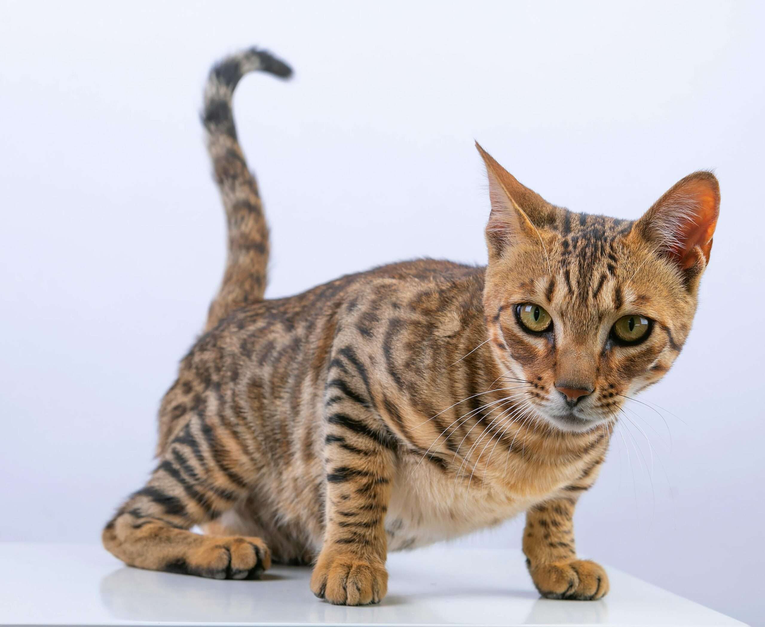 The 7 Most Important Factors in Bengal Cat Price